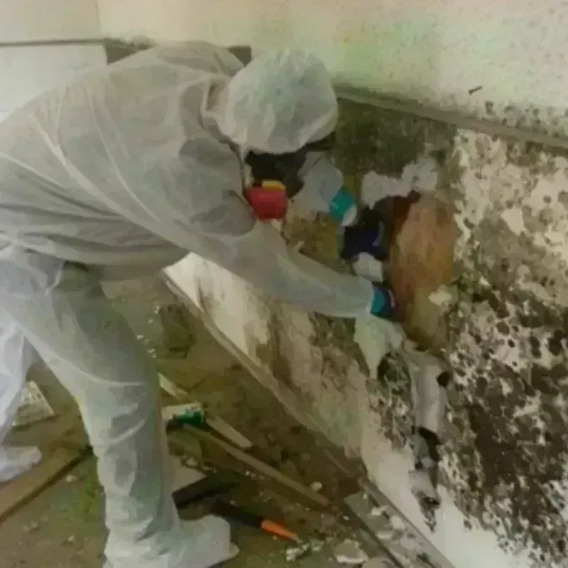 Mold Remediation and Removal in Chickasaw County, IA